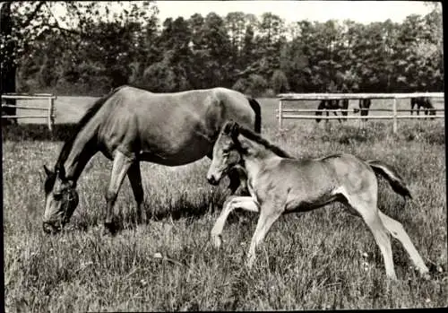 Ak Pferdekalender 1979, Traberstute, Fohlen, Pferde