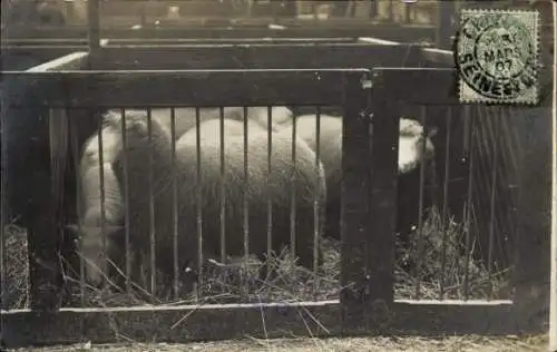 Foto Ak Schafe im Gehege, Tiere