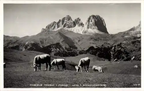 Ak Südtirol, Langkofel, Kühe, Bergspitzen