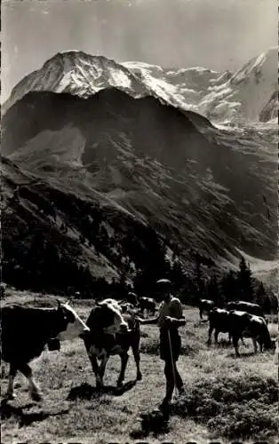 Ak Gebirgsmotiv am Mont Blanc, Hirtenjunge mit Kühen