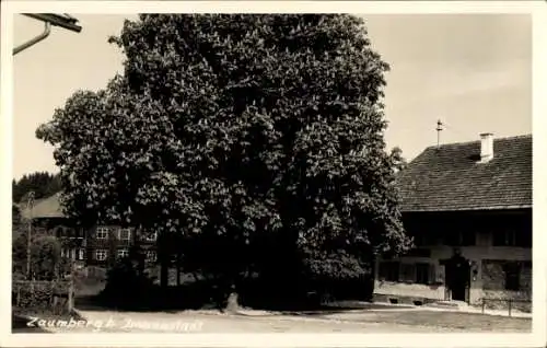 Foto Ak Zaumberg Immenstadt im Allgäu Schwaben, Teilansicht, Baum