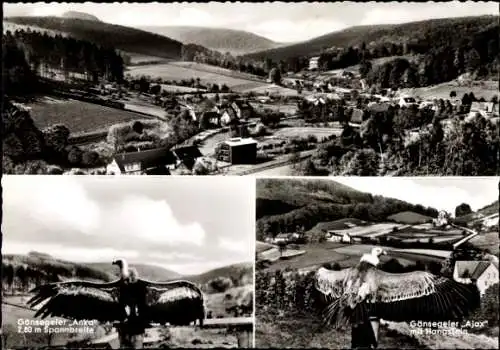 Ak Berlebeck Detmold im Teutoburger Wald, Blick von der Adlerwarte, Gänsegeier Ajax, Hangstein