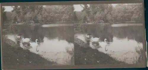 Stereo Foto Schwäne, Seepartie