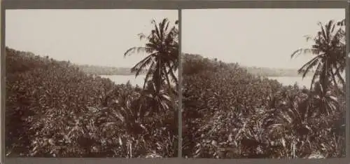 Stereo Foto Jamaika, 1915, Palmen, Plantage