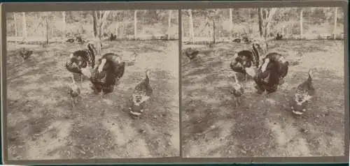 Stereo Foto Kuba, um 1910, Truthahn, Pute, Huhn