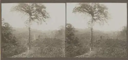 Stereo Foto Urwaldpartie, Dschungel, um 1910