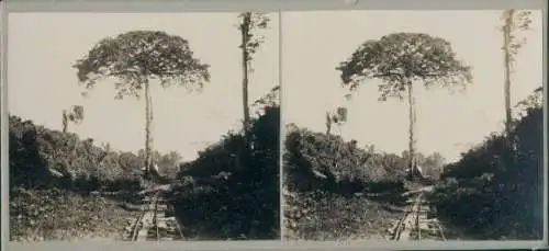 Stereo Foto Guyana, 1914, Eisenbahngleise, Urwaldpartie