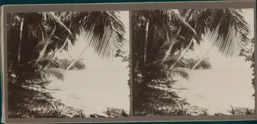 Stereo Foto Jamaika, 1915, Strandpartie, Palmen