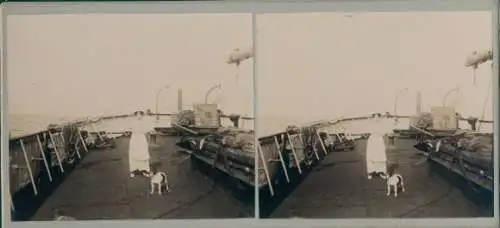 Stereo Foto Frau mit Hund auf einem Schiff, um 1915