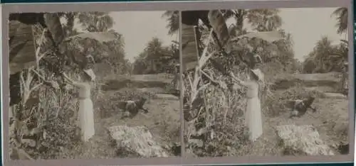 Stereo Foto Waterloo Sierra Leone, Frau pflückt Bananen