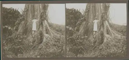 Stereo Foto Venezuela, 1914, Frau posiert vor einem Baum