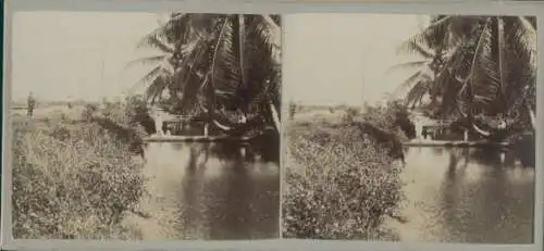 Stereo Foto Südamerika?, Wasserpartie, Palmen