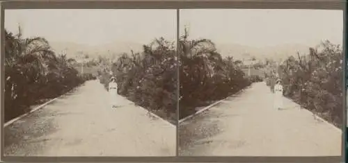 Stereo Foto Kuba, um 1915, Frau posiert auf einer Straße, Palmen