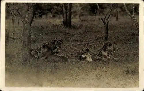 Set von 32 AK afrikanische Wildtiere, verschiedene Ansichten