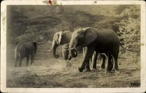 Set von 32 AK afrikanische Wildtiere, verschiedene Ansichten