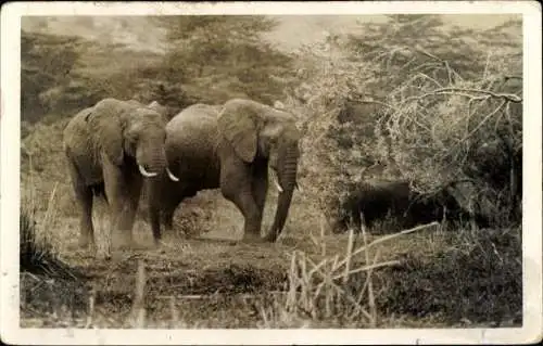 Set von 32 AK afrikanische Wildtiere, verschiedene Ansichten