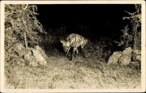 Set von 32 AK afrikanische Wildtiere, verschiedene Ansichten