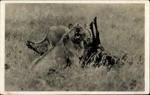 Set von 32 AK afrikanische Wildtiere, verschiedene Ansichten