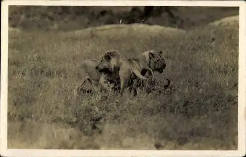 Set von 32 AK afrikanische Wildtiere, verschiedene Ansichten