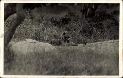 Set von 32 AK afrikanische Wildtiere, verschiedene Ansichten