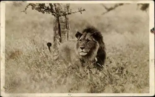 Set von 32 AK afrikanische Wildtiere, verschiedene Ansichten