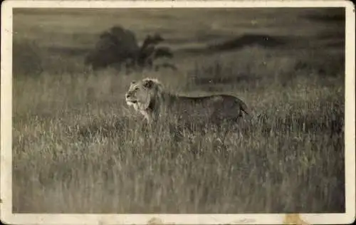 Set von 32 AK afrikanische Wildtiere, verschiedene Ansichten