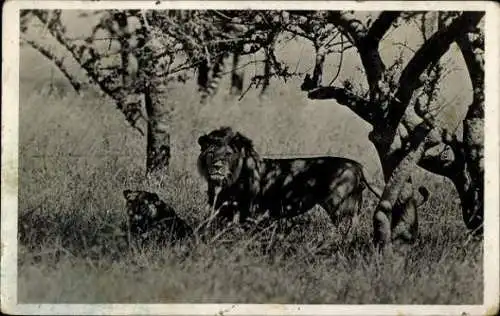 Set von 32 AK afrikanische Wildtiere, verschiedene Ansichten