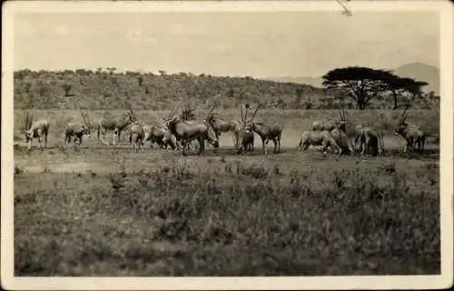 Set von 32 AK afrikanische Wildtiere, verschiedene Ansichten