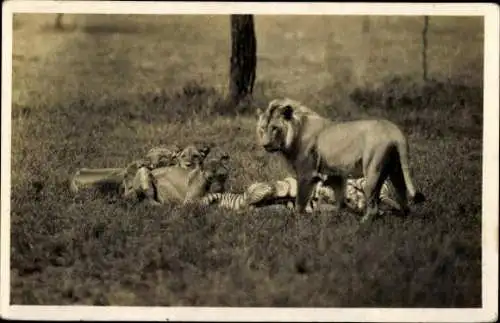 Set von 32 AK afrikanische Wildtiere, verschiedene Ansichten