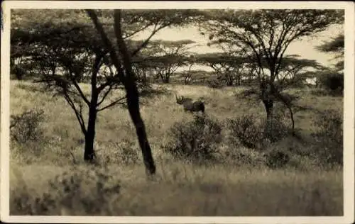 Set von 32 AK afrikanische Wildtiere, verschiedene Ansichten