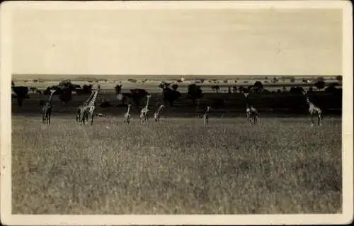 Set von 32 AK afrikanische Wildtiere, verschiedene Ansichten