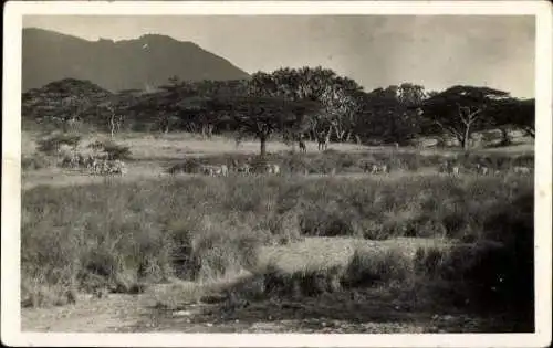 Set von 32 AK afrikanische Wildtiere, verschiedene Ansichten