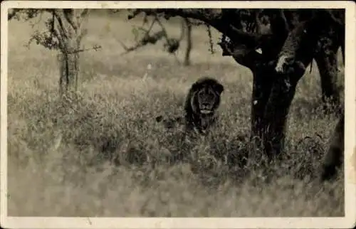 Set von 32 AK afrikanische Wildtiere, verschiedene Ansichten