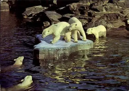 Set von 6 AK Tierpark Berlin  Vögel Eisbäre etc. Verschiedene Ansichten