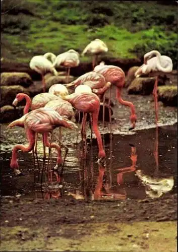 Set von 6 AK Tierpark Berlin  Vögel Eisbäre etc. Verschiedene Ansichten