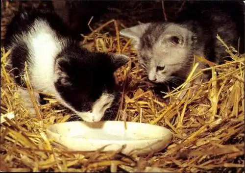 Set von 27 AK Baby Katze, diverse Ansichten