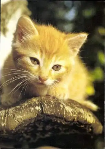 Set von 27 AK Baby Katze, diverse Ansichten