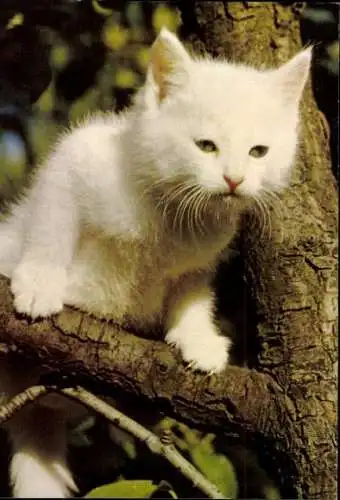 Set von 27 AK Baby Katze, diverse Ansichten