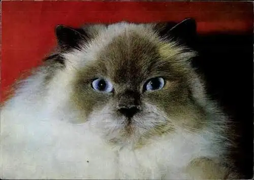 Set von 27 AK Baby Katze, diverse Ansichten