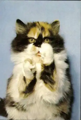 Set von 27 AK Baby Katze, diverse Ansichten