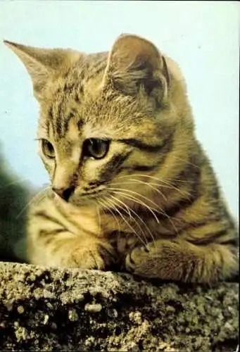 Set von 27 AK Baby Katze, diverse Ansichten