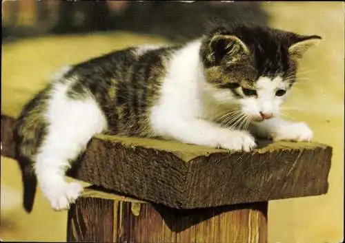 Set von 27 AK Baby Katze, diverse Ansichten