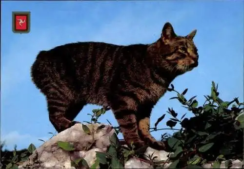 Set von 27 AK Baby Katze, diverse Ansichten