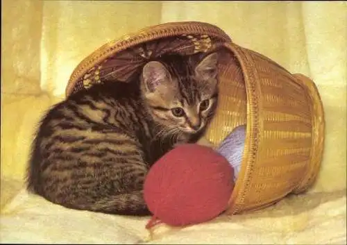 Set von 27 AK Baby Katze, diverse Ansichten