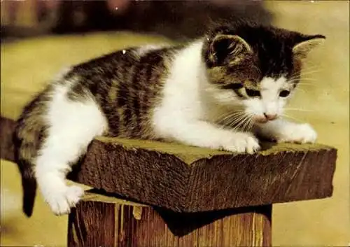 Set von 27 AK Baby Katze, diverse Ansichten