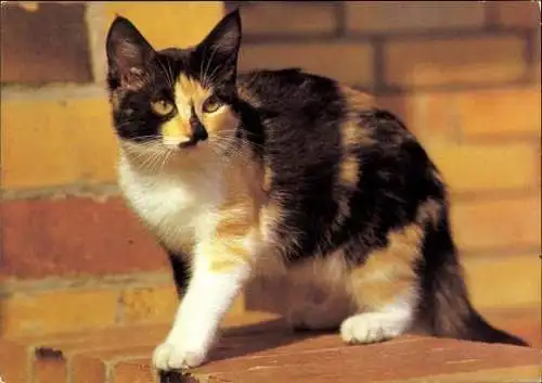 Set von 27 AK Baby Katze, diverse Ansichten