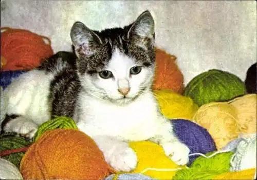 Set von 27 AK Baby Katze, diverse Ansichten