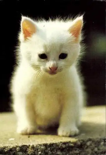 Set von 27 AK Baby Katze, diverse Ansichten