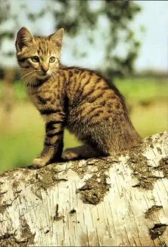 Set von 27 AK Baby Katze, diverse Ansichten