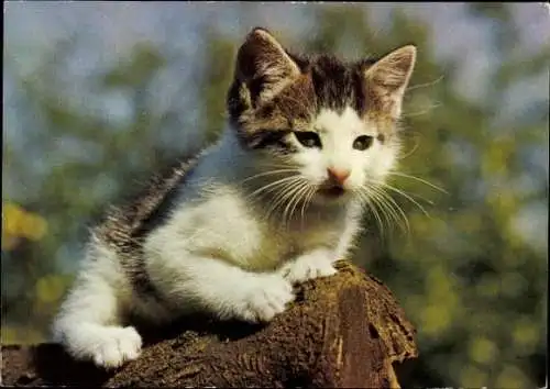 Set von 27 AK Baby Katze, diverse Ansichten